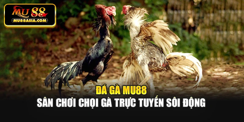 Đá gà Mu88 - Sân chơi chọi gà trực tuyến sôi động