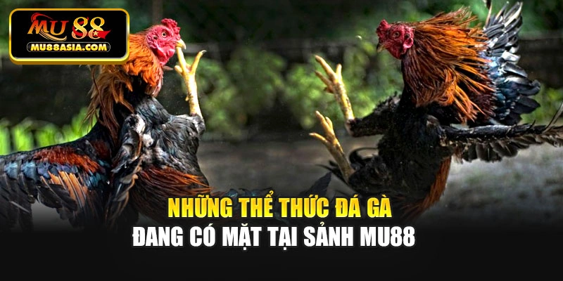 Những thể thức đá gà đang có mặt tại sảnh Mu88