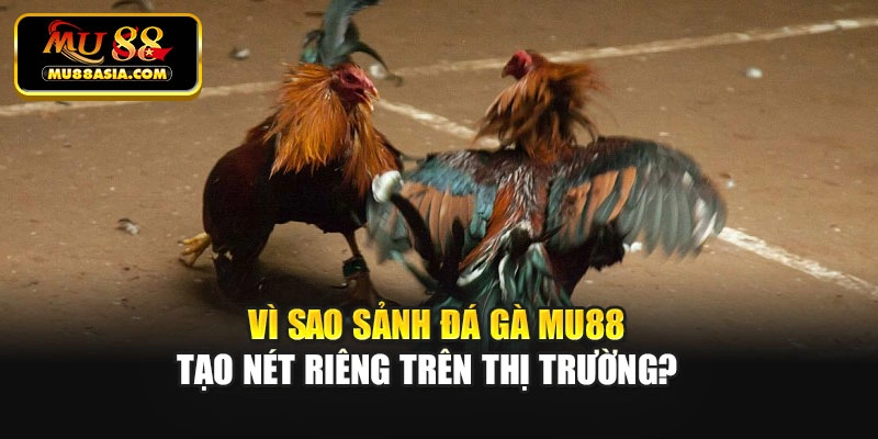Vì sao sảnh đá gà Mu88 tạo nét riêng trên thị trường